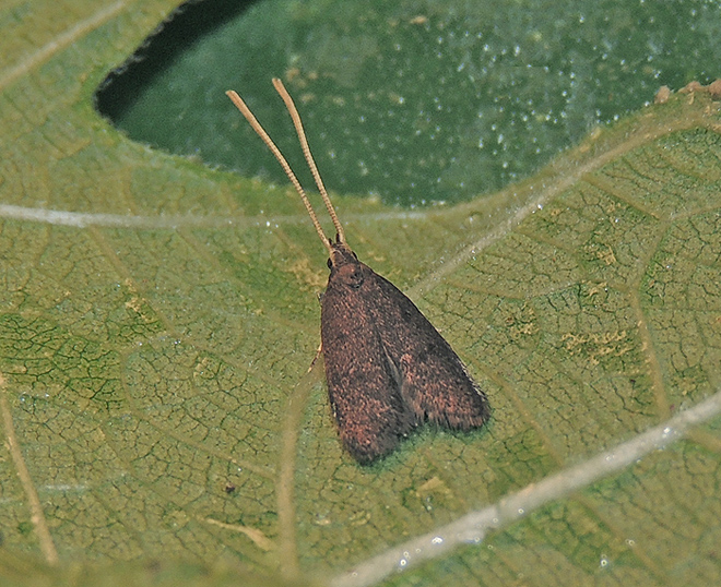 Lecithocera nigrana Lecithoceridae